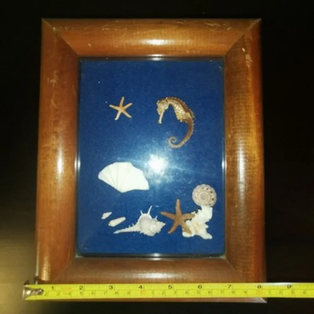Vintage Shadow Box Nautical Mixed Seashell Seahorse Wall Art Work 8.5 x‎ 10.5 in